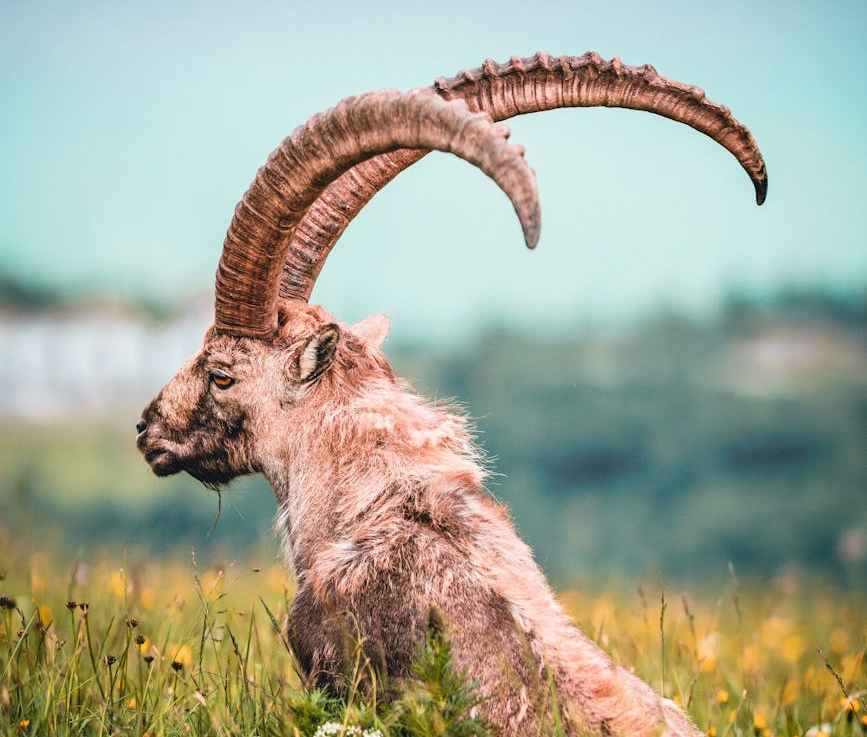 Traduction publicitaire : soyez la&nbsp;chèvre!