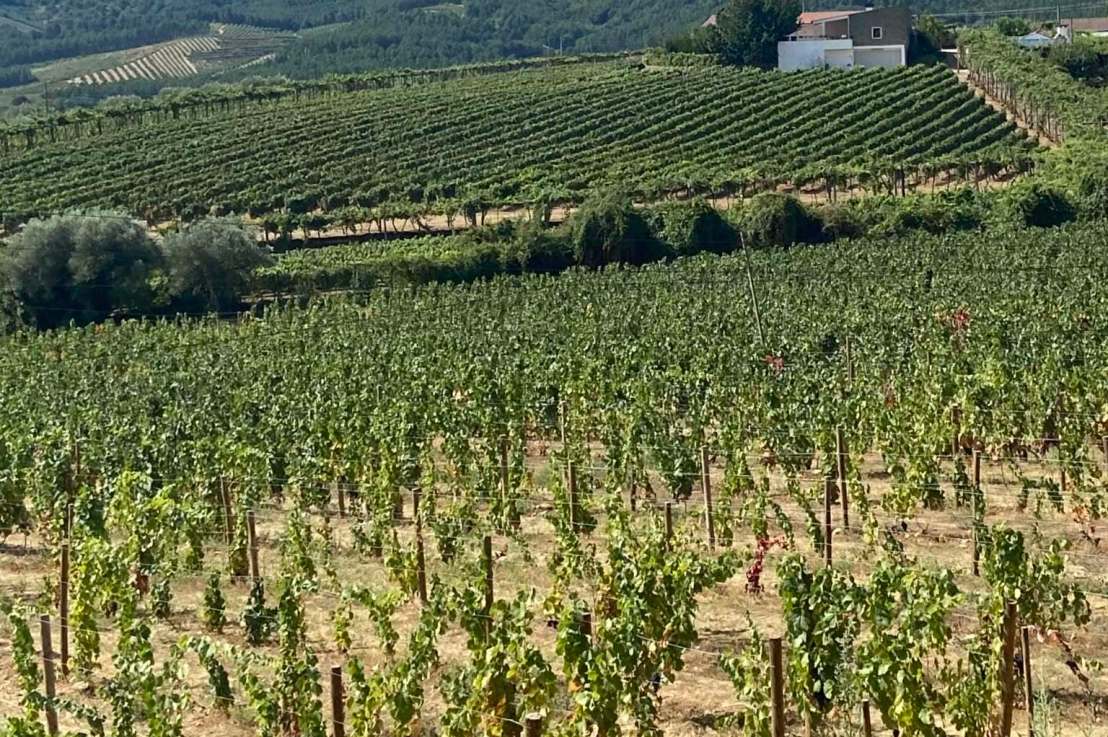 🍷Vin et traduction : s’adapter à « la langue des jeunes », mais&nbsp;comment?