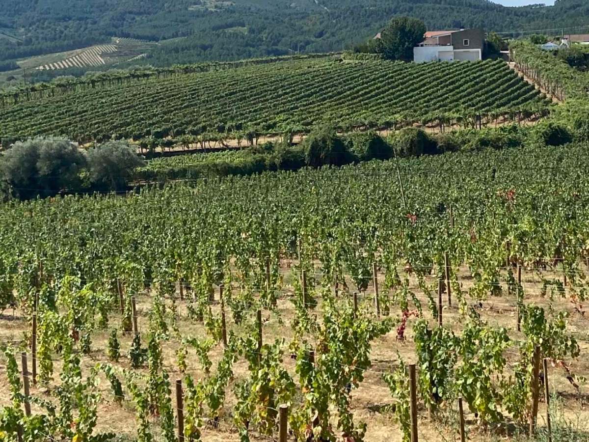 🍷Vin et traduction : s’adapter à « la langue des jeunes », mais&nbsp;comment?