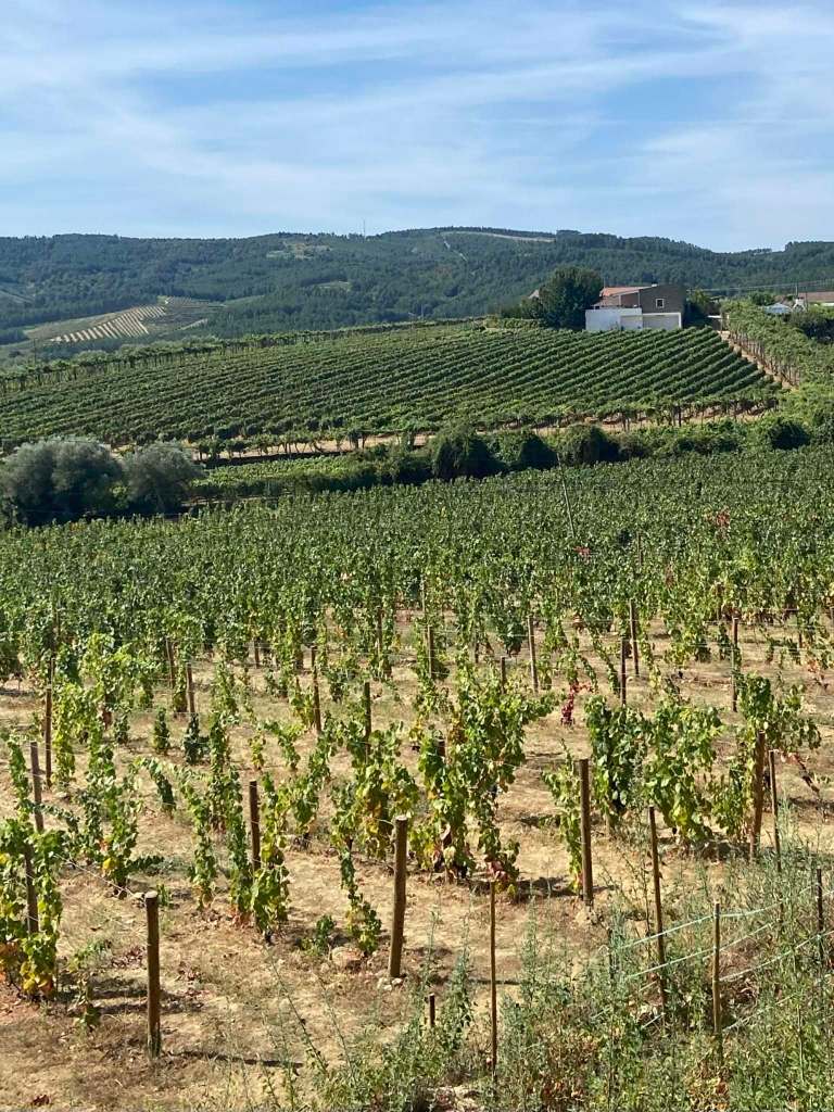 🍷Vin et traduction : s’adapter à « la langue des jeunes », mais&nbsp;comment?